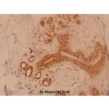 Anti-Dok-1 (R392) Antibody from Bioworld Technology (BS3650) - Antibodies.com