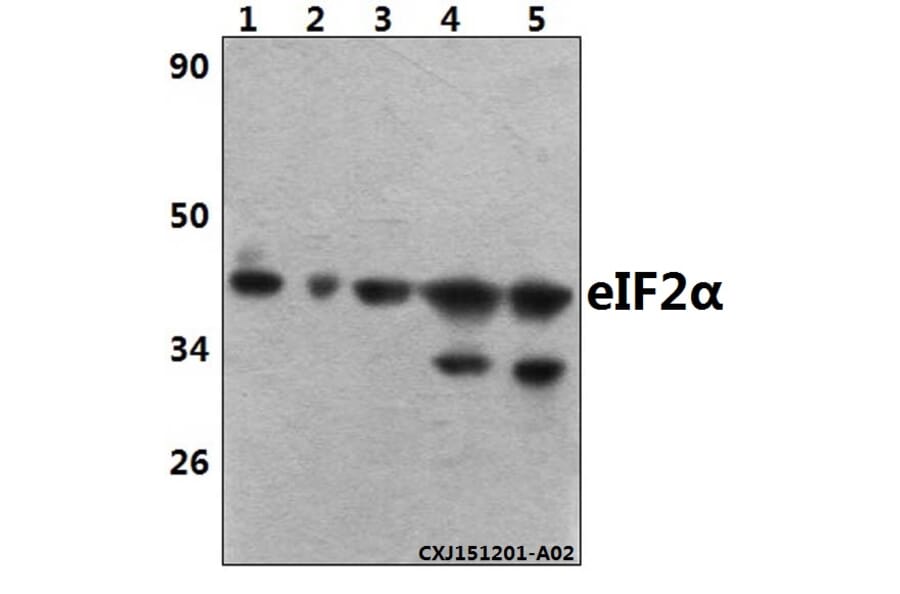 Anti-eIF2α (I45) Antibody from Bioworld Technology (BS3651) - Antibodies.com