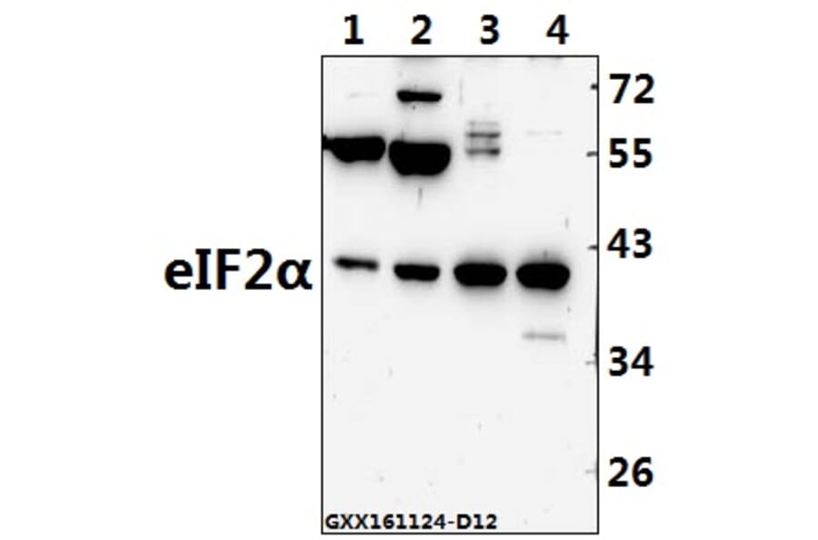 Anti-eIF2α (I45) Antibody from Bioworld Technology (BS3651) - Antibodies.com