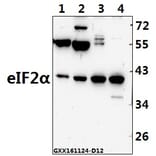 Anti-eIF2α (I45) Antibody from Bioworld Technology (BS3651) - Antibodies.com