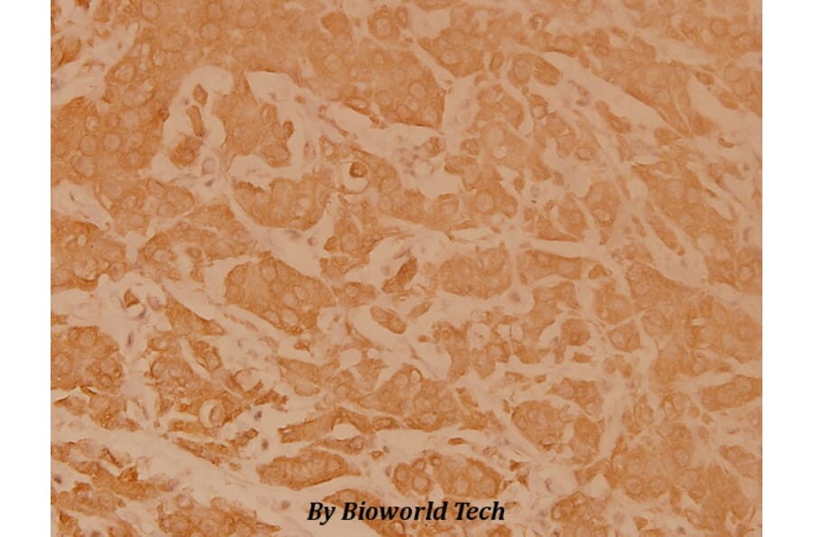 Anti-eIF2α (I45) Antibody from Bioworld Technology (BS3651) - Antibodies.com