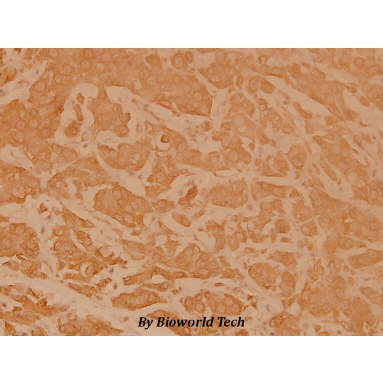 Anti-eIF2α (I45) Antibody from Bioworld Technology (BS3651) - Antibodies.com