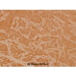Anti-eIF2α (I45) Antibody from Bioworld Technology (BS3651) - Antibodies.com
