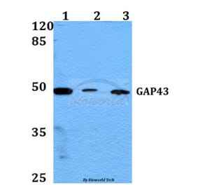 Anti-GAP43 (A35) Antibody from Bioworld Technology (BS3655) - Antibodies.com