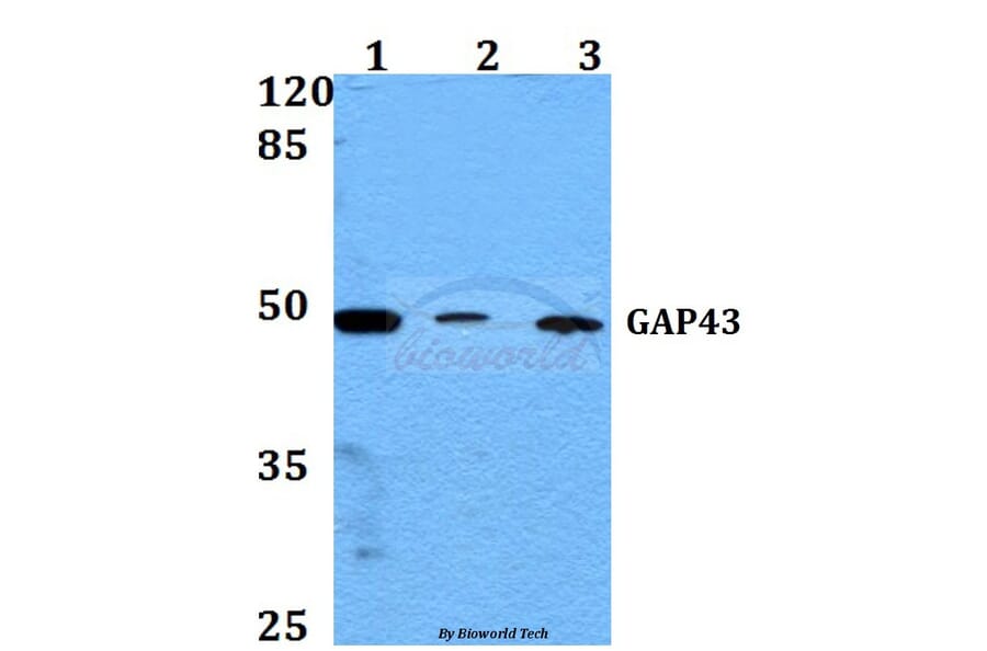 Anti-GAP43 (A35) Antibody from Bioworld Technology (BS3655) - Antibodies.com