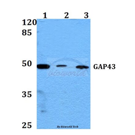 Anti-GAP43 (A35) Antibody from Bioworld Technology (BS3655) - Antibodies.com