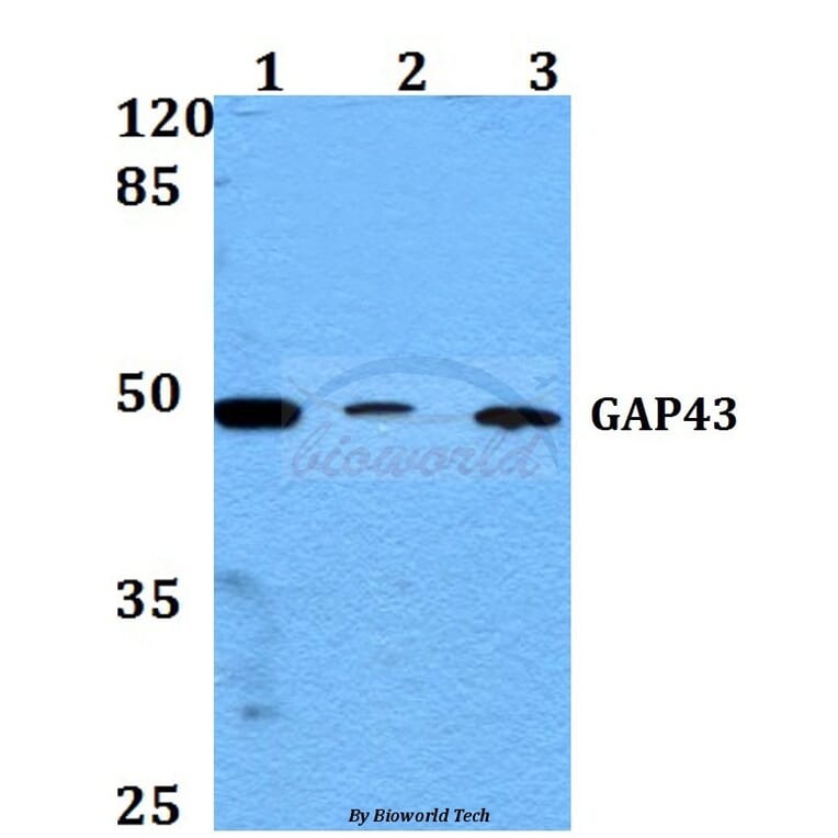 Anti-GAP43 (A35) Antibody from Bioworld Technology (BS3655) - Antibodies.com
