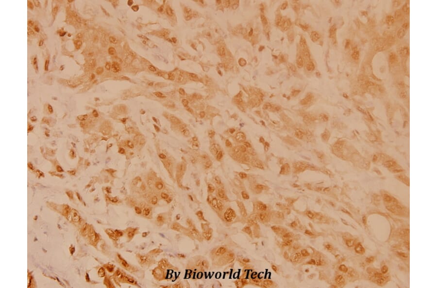 Anti-GAP43 (A35) Antibody from Bioworld Technology (BS3655) - Antibodies.com