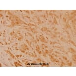 Anti-GAP43 (A35) Antibody from Bioworld Technology (BS3655) - Antibodies.com