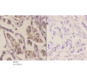 Anti-GluR1 (S857) Antibody from Bioworld Technology (BS3657) - Antibodies.com