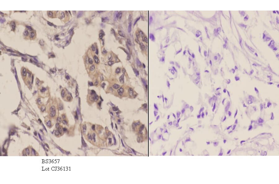 Anti-GluR1 (S857) Antibody from Bioworld Technology (BS3657) - Antibodies.com