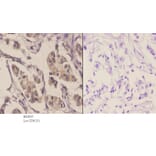 Anti-GluR1 (S857) Antibody from Bioworld Technology (BS3657) - Antibodies.com