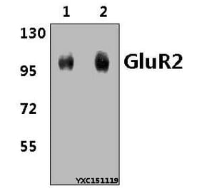 Anti-GluR2 (Y873) Antibody from Bioworld Technology (BS3658) - Antibodies.com