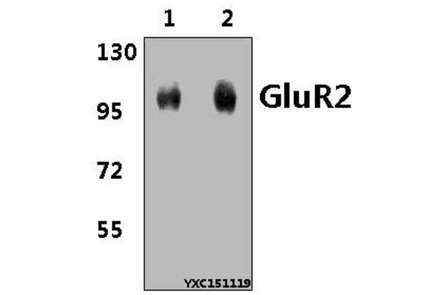 Anti-GluR2 (Y873) Antibody from Bioworld Technology (BS3658) - Antibodies.com