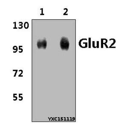 Anti-GluR2 (Y873) Antibody from Bioworld Technology (BS3658) - Antibodies.com