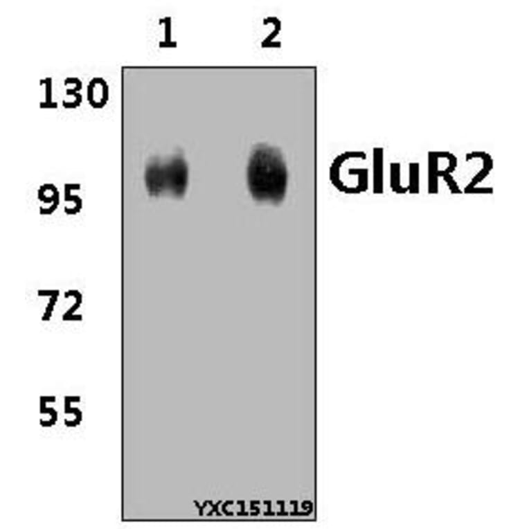 Anti-GluR2 (Y873) Antibody from Bioworld Technology (BS3658) - Antibodies.com