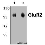 Anti-GluR2 (Y873) Antibody from Bioworld Technology (BS3658) - Antibodies.com