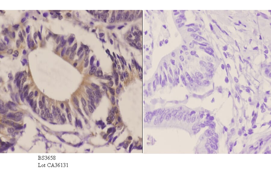 Anti-GluR2 (Y873) Antibody from Bioworld Technology (BS3658) - Antibodies.com