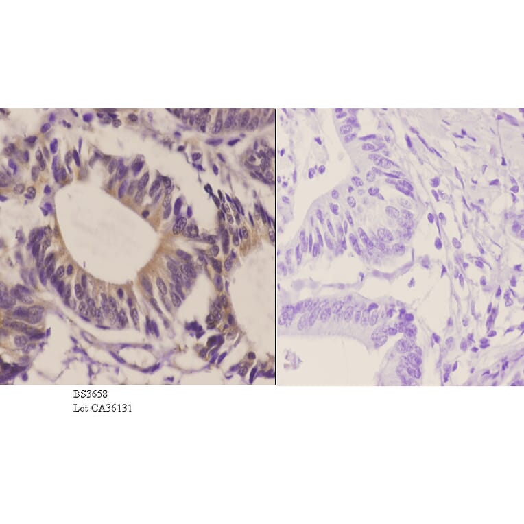 Anti-GluR2 (Y873) Antibody from Bioworld Technology (BS3658) - Antibodies.com