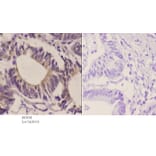 Anti-GluR2 (Y873) Antibody from Bioworld Technology (BS3658) - Antibodies.com