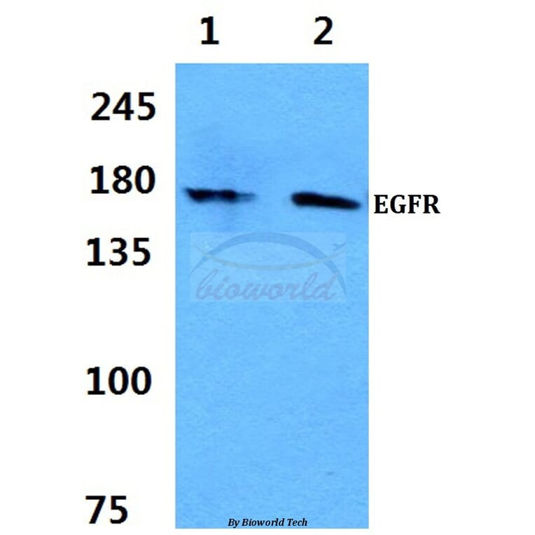 Anti-EGFR (S1104) Antibody from Bioworld Technology (BS3659) - Antibodies.com