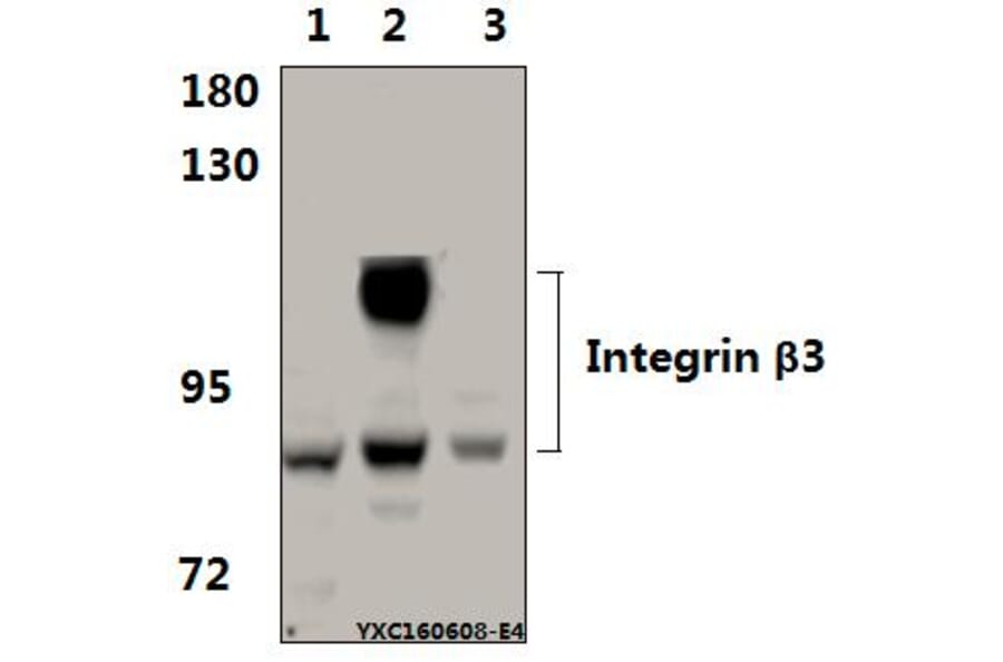 Anti-Integrin β3 (S778) Antibody from Bioworld Technology (BS3660) - Antibodies.com