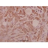 Anti-Integrin β3 (S778) Antibody from Bioworld Technology (BS3660) - Antibodies.com