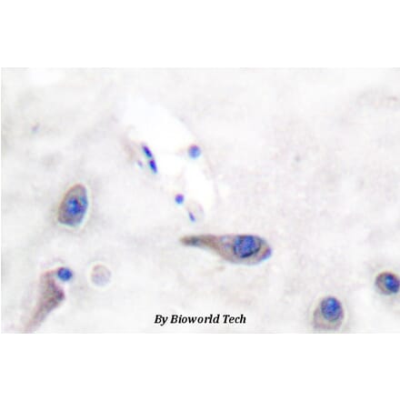 Anti-MARCKS (R157) Antibody from Bioworld Technology (BS3661) - Antibodies.com