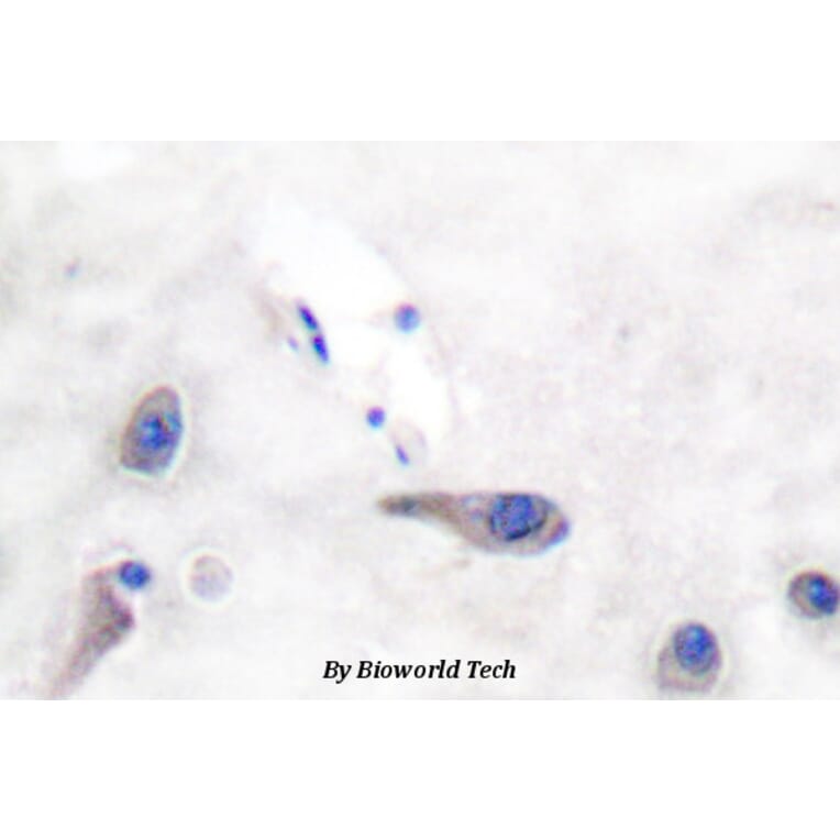 Anti-MARCKS (R157) Antibody from Bioworld Technology (BS3661) - Antibodies.com