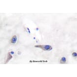 Anti-MARCKS (R157) Antibody from Bioworld Technology (BS3661) - Antibodies.com