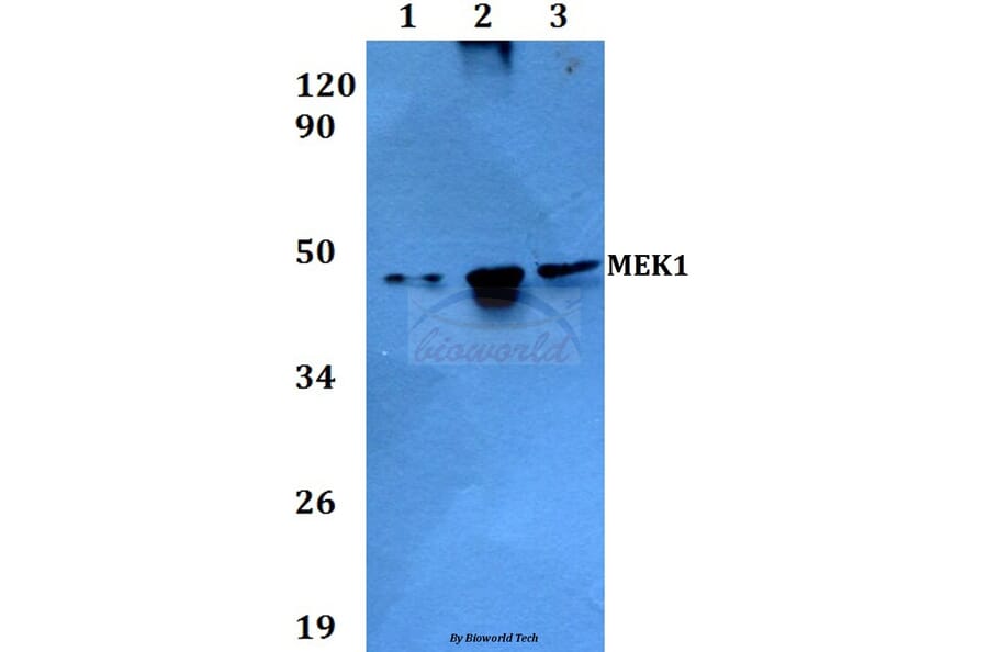 Anti-MEK1 (T286) Antibody from Bioworld Technology (BS3662) - Antibodies.com