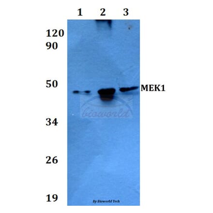 Anti-MEK1 (T286) Antibody from Bioworld Technology (BS3662) - Antibodies.com
