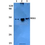 Anti-MEK1 (T286) Antibody from Bioworld Technology (BS3662) - Antibodies.com