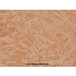 Anti-MEK1 (T286) Antibody from Bioworld Technology (BS3662) - Antibodies.com