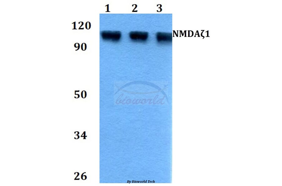 Anti-NMDAζ1 (F891) Antibody from Bioworld Technology (BS3664) - Antibodies.com