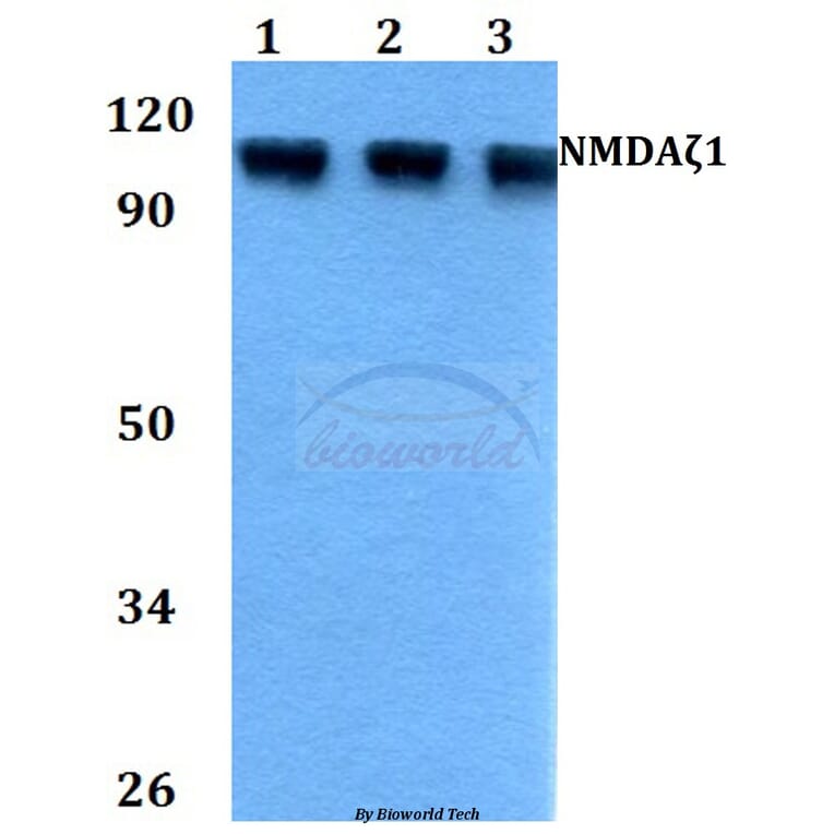 Anti-NMDAζ1 (F891) Antibody from Bioworld Technology (BS3664) - Antibodies.com