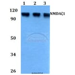 Anti-NMDAζ1 (F891) Antibody from Bioworld Technology (BS3664) - Antibodies.com