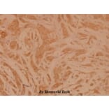 Anti-NMDAζ1 (F891) Antibody from Bioworld Technology (BS3664) - Antibodies.com