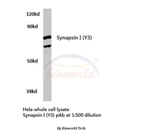 Anti-Synapsin I (Y3) Antibody from Bioworld Technology (BS3667) - Antibodies.com