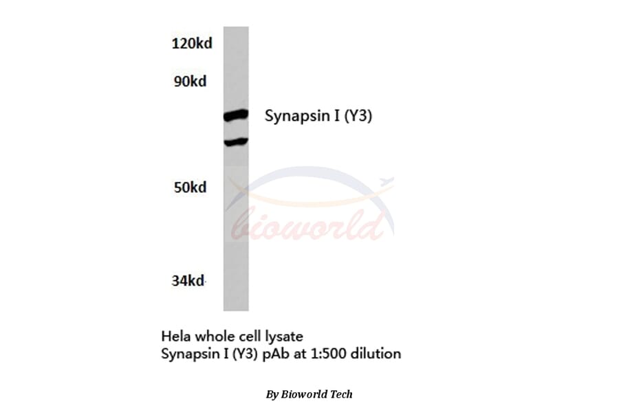 Anti-Synapsin I (Y3) Antibody from Bioworld Technology (BS3667) - Antibodies.com
