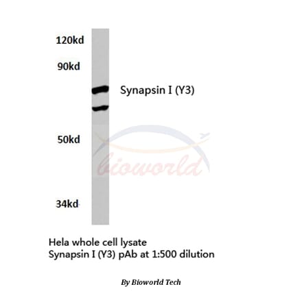 Anti-Synapsin I (Y3) Antibody from Bioworld Technology (BS3667) - Antibodies.com