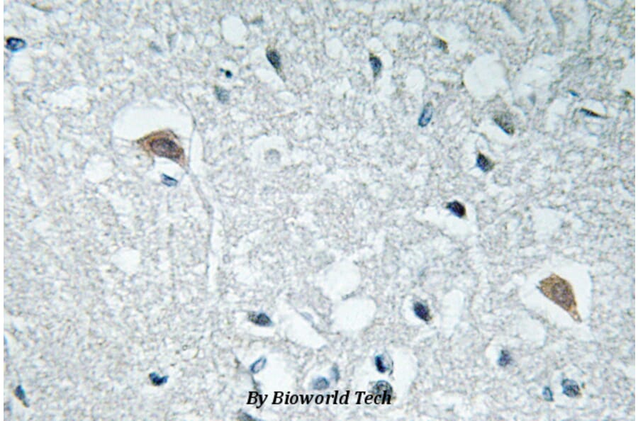 Anti-Synapsin I (Y3) Antibody from Bioworld Technology (BS3667) - Antibodies.com