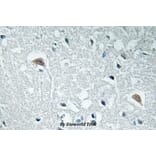 Anti-Synapsin I (Y3) Antibody from Bioworld Technology (BS3667) - Antibodies.com