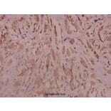 Anti-Trk B (D699) Antibody from Bioworld Technology (BS3668) - Antibodies.com
