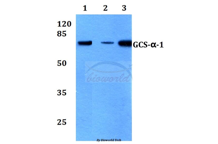 Anti-GCS-α-1 (D423) Antibody from Bioworld Technology (BS3670) - Antibodies.com