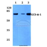Anti-GCS-α-1 (D423) Antibody from Bioworld Technology (BS3670) - Antibodies.com