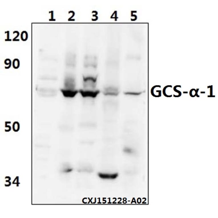 Anti-GCS-α-1 (D423) Antibody from Bioworld Technology (BS3670) - Antibodies.com