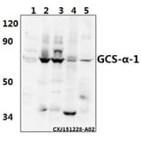 Anti-GCS-α-1 (D423) Antibody from Bioworld Technology (BS3670) - Antibodies.com