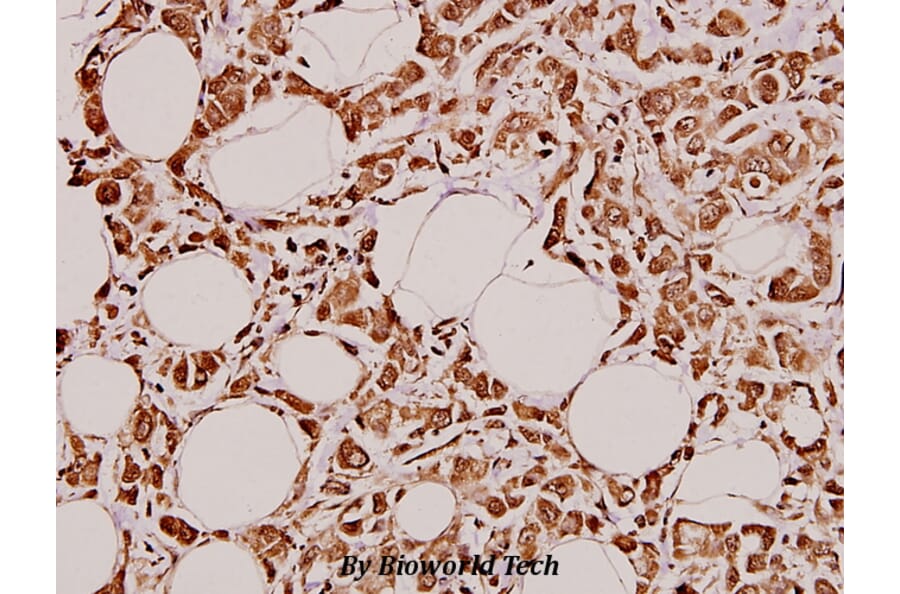 Anti-GCS-α-1 (D423) Antibody from Bioworld Technology (BS3670) - Antibodies.com