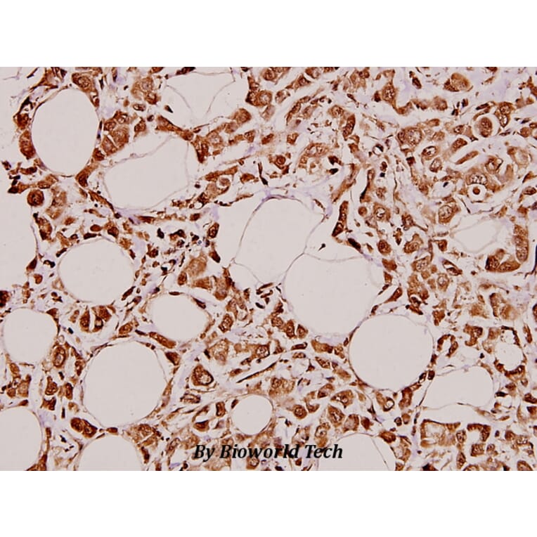 Anti-GCS-α-1 (D423) Antibody from Bioworld Technology (BS3670) - Antibodies.com